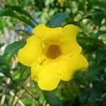 Allamanda cathartica Flor