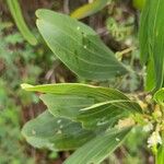 Acacia mangium Ліст