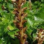 Orobanche hederae Habit