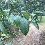 Alnus rhombifolia Leaf