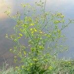 Jacobaea aquatica Flor