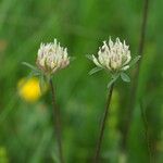Trifolium ochroleucon Floro