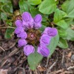Prunella grandiflora 花