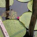 Victoria amazonica Foglia