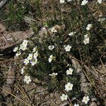 Cistus umbellatus Plante entière