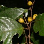 Celastrus vulcanicola Frucht