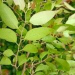 Hymenocardia ulmoides Hoja