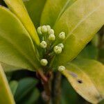 Skimmia japonica Virág