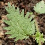 Urtica pilulifera Blatt