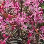 Nerine humilis Flower