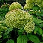 Hydrangea arborescens Kvet