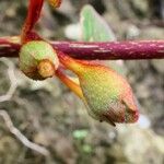 Kohleria tubiflora Fruit