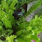 Microsorum punctatum Blatt