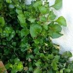 Alternanthera bettzickiana Hoja