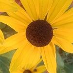 Rudbeckia fulgida Virág