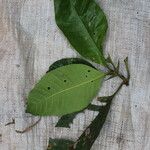 Psychotria gilletii Leaf