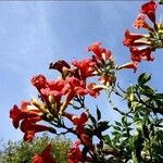 Campsis grandiflora Habitus