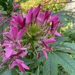 Cleome spinosa Flower