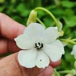 Ornithogalum candicans Flower