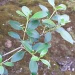 Rubia fruticosa Hoja