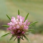 Lomelosia stellata ফুল
