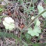 Saxifraga granulata Blatt