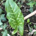 Arum italicum x Arum maculatum Hoja