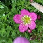 Saxifraga rosacea Çiçek