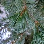 Pinus parviflora पत्ता