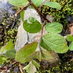 Salix pyrenaica Leaf