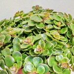 Sedum makinoi Folha