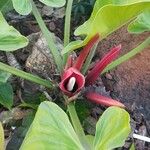 Philodendron fragrantissimum Цветок