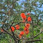 Erythrina abyssinica പുഷ്പം