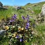 Soldanella alpina Staniste