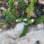 Cosentinia vellea Libunga