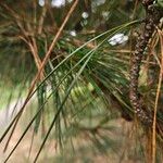Pinus radiata Hoja