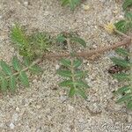 Tribulus terrestris Leaf