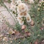 Erigeron bonariensis Цветок