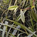 Nepenthes pervillei Leaf