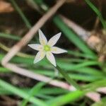 Nothoscordum bivalve Flor