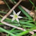 Nothoscordum bivalve Blodyn