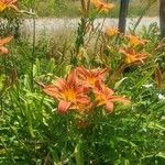 Hemerocallis fulva 花