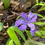 Iris cristata Flower