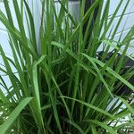 Acorus calamus ശീലം