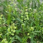 Lepidium ruderale पत्ता