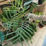 Philodendron tortum Lapas