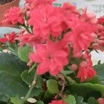 Kalanchoe crenataFlor