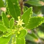 Rubia fruticosa Flor