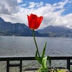 Tulipa gesneriana Flor