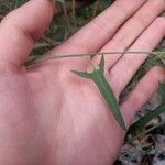 Chenopodium nutans Deilen